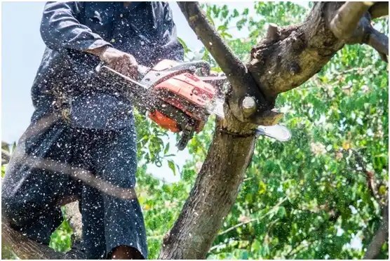 tree services San Benito